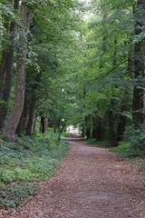 path in the forest