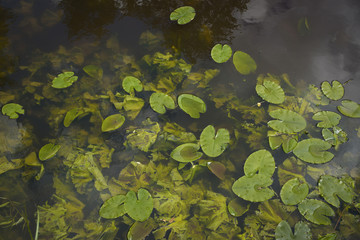 Summer lake with water lilies
