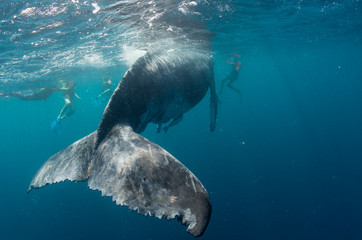 Humpback whales in Tonga with snorkelers