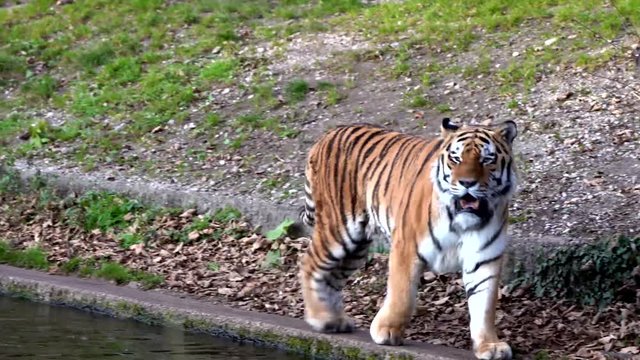 Tiger -  Panthera tigris