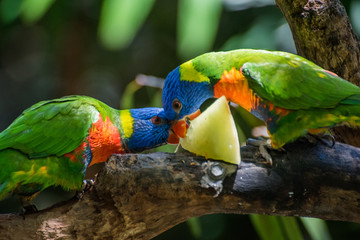 colorul parrots in Australia