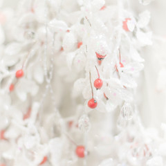 .Beautiful gentle white winter background with red berries.