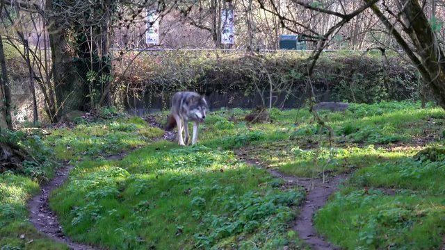 Europ&auml;ischer Wolf -  Canis lupus