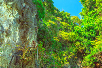 Monkey Beach, Ko Phi Phi Don in Phi Phi Islands, Krabi, Thailand. A monkey above a tree in the tropical vegetation of Thai island, famous tourist attraction.
