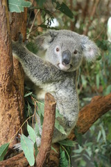 Koala in Australien