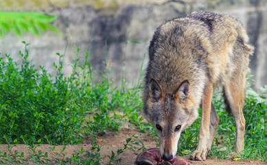 Obraz premium the wolf eats meat at the zoo