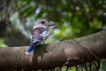 Bird in Australia