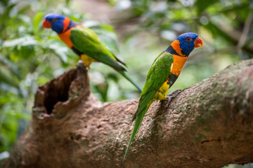 parrots in Australia