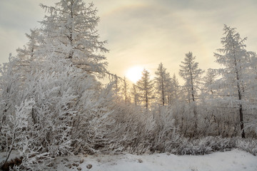 Fototapeta na wymiar Beautiful winter landscape, frost on the branches of trees, the first snow,