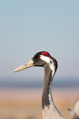 Close-up of a crane with red eye.
