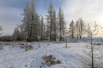 Beautiful winter landscape, frost on the branches of trees, the first snow,