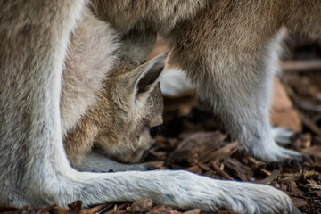 Kangaroo Baby