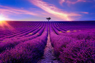 Lavendelfeld in der Provence bei Sonnenuntergang  - obrazy, fototapety, plakaty