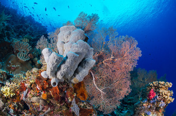 Busy, healthy reef