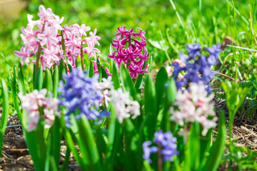 Bed with the spring blossoming fragrant hyacinths of pink and violet colors