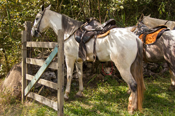 horses on ranch