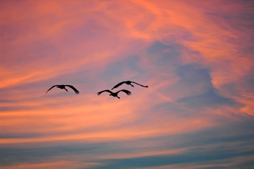 Naklejka na ściany i meble Group of cranes flying back light at sunset with orange and blue colors