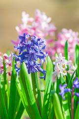 Bed with the spring blossoming fragrant hyacinths of pink and violet colors