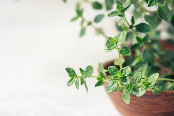 Thyme. Fresh green leaves of organic thyme closeup. Healthy eating.