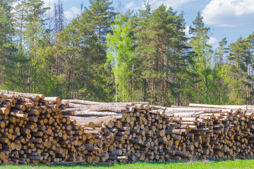 Preparation of timber. The cut-down trunks of ship pines lie accurately put on a glade at the wood...