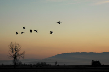 Group of cranes flying against sunset at sunset