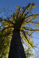 Un arbre en contre-jour