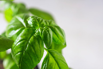 Basil. Fresh green leaves of organic basil close-up. Healthy eating.