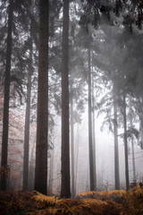 Fototapeta premium nebel