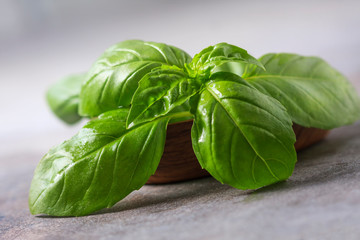 Basil. Fresh green leaves of organic basil close-up. Healthy eating.