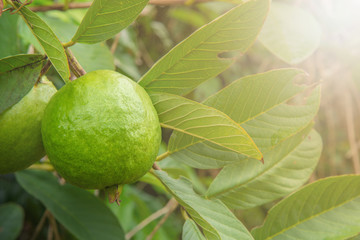 Green guava fruit on tree in agriculture farm.