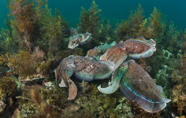 Fototapeta na wymiar Cuttlefish fight to mate