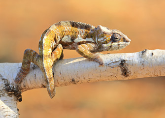 Fototapeta premium Resting leguan lizard outdoor 