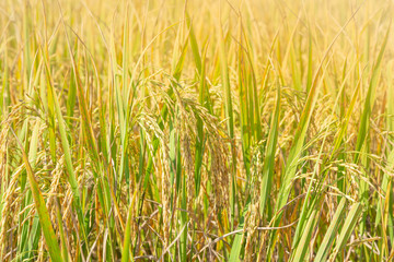 Paddy rice in rice field ready to harvest.