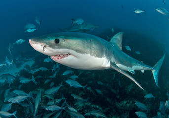 Fototapeta premium Sharks