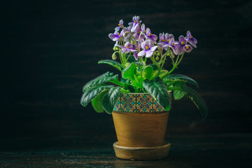 Closeup African Violet or Saintpaulia. Mini Potted plant. A dark background