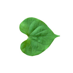 Fototapeta na wymiar Heart shape green leaf isolated on white background.