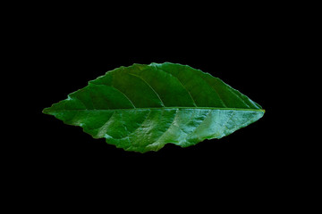 Green leaf isolated on black background.Tooth brush tree,Siamese rough bush. clipping path.