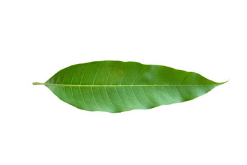 Fototapeta na wymiar Mango leaf isolated on white background. Clipping path.