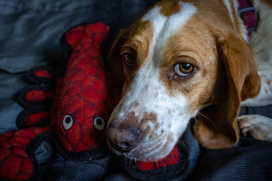 emma and lobster