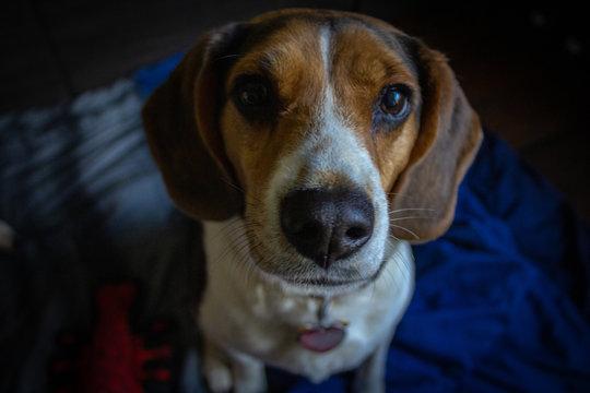 milo on bed