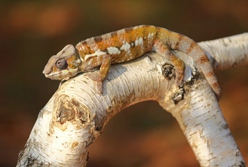 Resting leguan lizard outdoor
