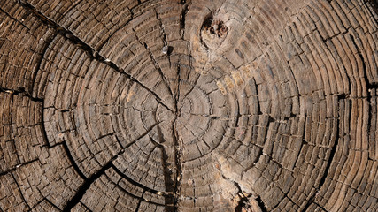 Fototapeta premium Tree Trunk Cross Section