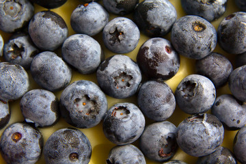 blueberries on white background
