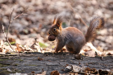 Naklejka na ściany i meble Wild red fluffy squirrel in the village of natural habitat