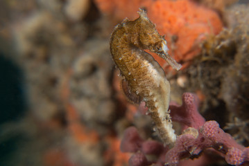 Seahorse on coral