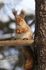 Wild red fluffy squirrel in the village of natural habitat