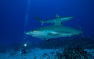 Fototapeta na wymiar Sharks swim near diver