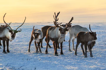 Door stickers Reindeer Herd of reindeer in winter weather, pasture reindeer