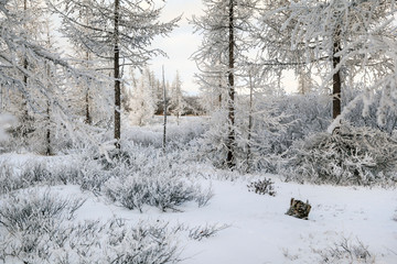 Beautiful winter landscape, frost on the branches of trees, the first snow,