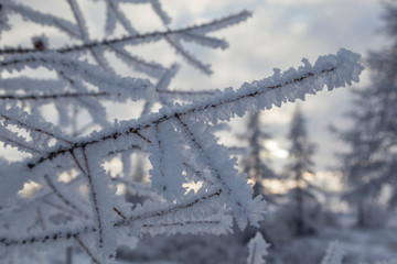 Beautiful winter landscape, frost on the branches of trees, the first snow,